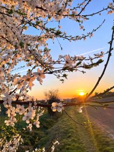 Sonnenaufgang Kirschblüten